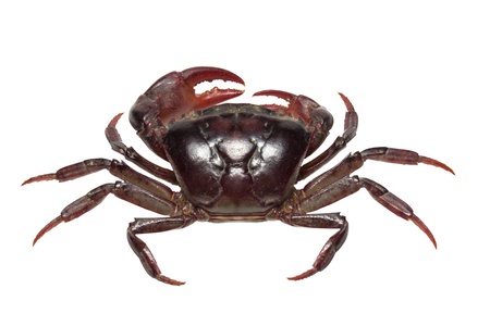 Crab  Field crab の写真素材