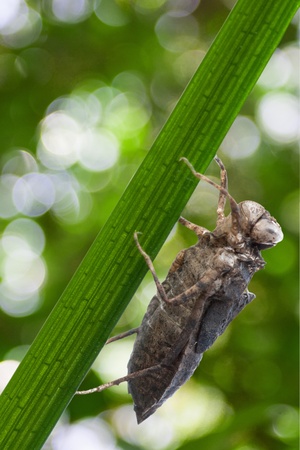 Nymph of the dragonfly on green bokeh background
