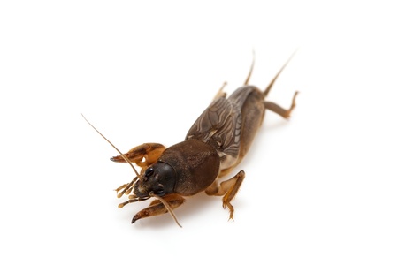 Mole cricket isolated on white background  Gryllotalpidae  の写真素材