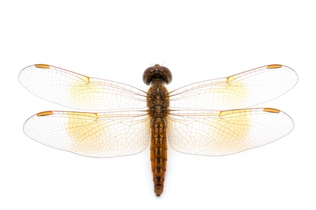 dragonfly の写真素材