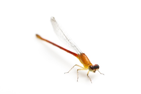 small orange dragonfly isolated on white background の写真素材