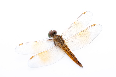 dragonfly の写真素材