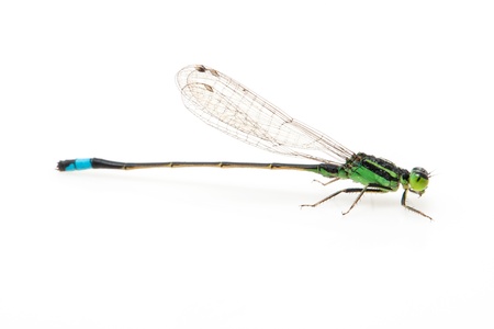 small green dragonfly isolated on white background 