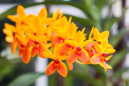 Beautiful yellow orchid in garden の写真素材