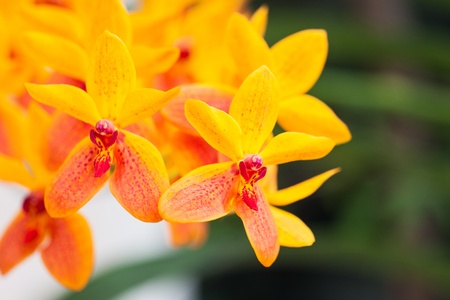 Beautiful yellow orchid in gardenの写真素材
