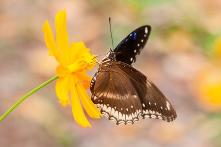 Beautiful Butterfly on a Flower の写真素材