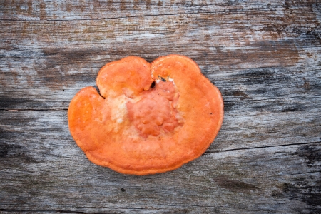 Mushrooms on a tree stump in the forest 