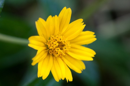 Zinnia flower in gardenの写真素材