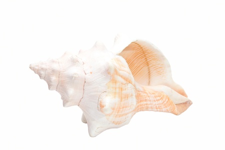 Sea cockleshell isolated on a white backgroundの写真素材