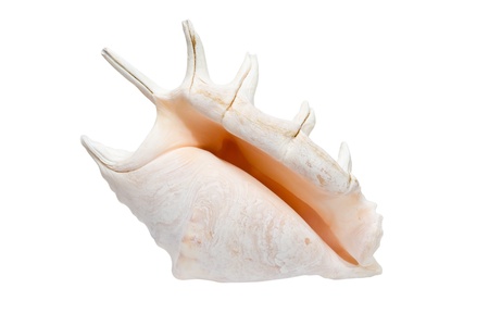 sea shell isolate on the white backgroundの写真素材