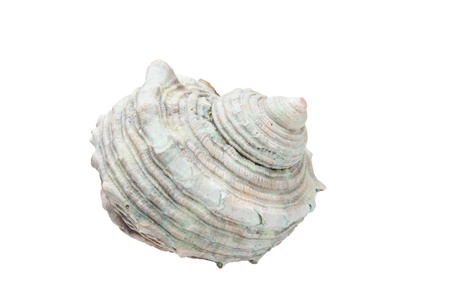 white spiral shell isolated on white background 