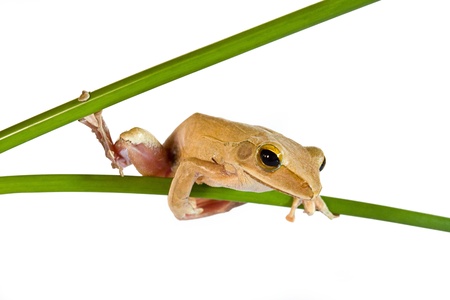 Tree frog on papyrus tree 