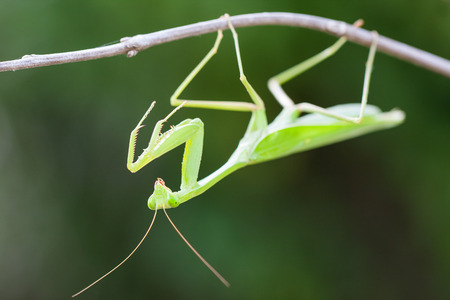 Praying Mantis against green background の写真素材