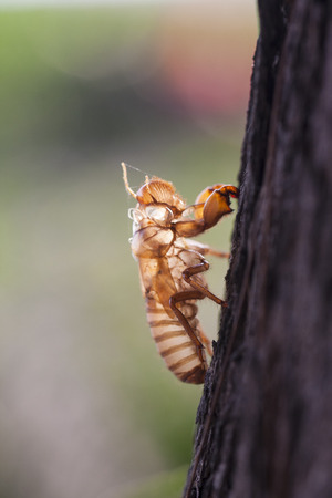 Cicada molt の写真素材