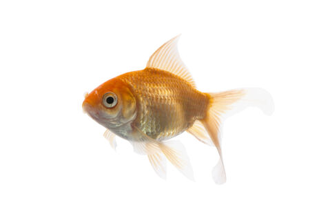 Golden koi fish isolated on white background with using path の写真素材