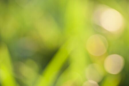 Abstract blurred grass backgroundの写真素材