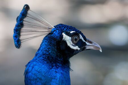 Close up image of a blue male peacock or peafowlの写真素材