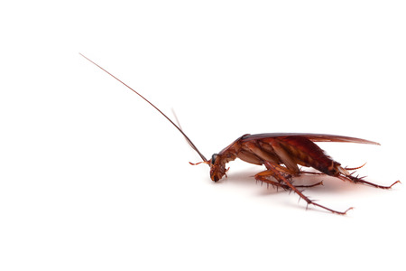 Dead cockroaches white background
