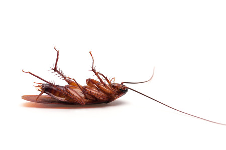 Dead cockroaches white background