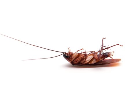 Dead cockroaches white backgroundの写真素材