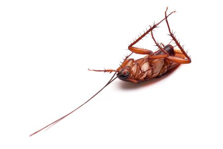 Dead cockroaches white background