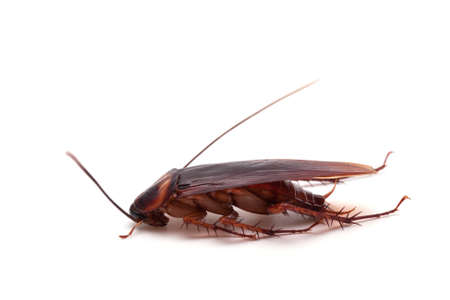 Dead cockroaches white background