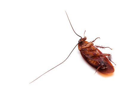 Dead cockroaches white backgroundの写真素材