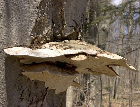 tree fungusの写真素材