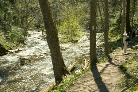 river branchesの写真素材