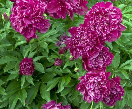 Vibrant Flowersの写真素材