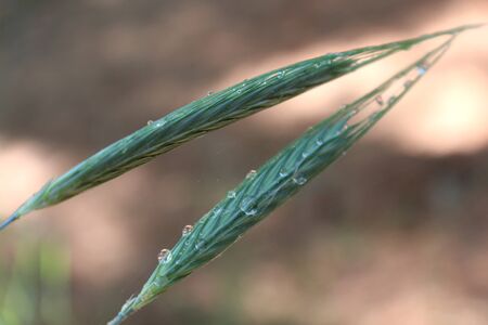 Just a weedの写真素材