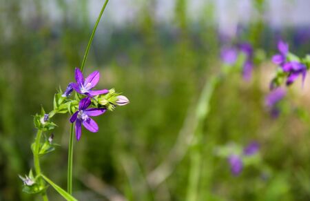 Purple Fieldの写真素材