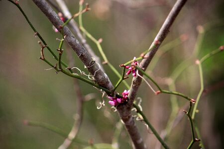 Spring tree bloomingの写真素材