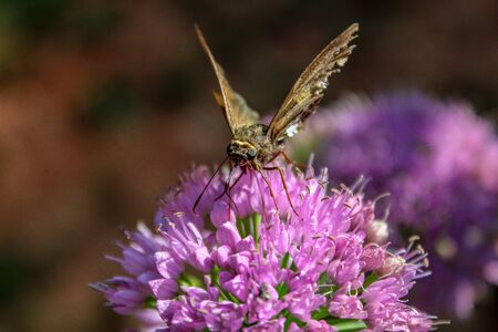 Resting Butterflyの写真素材