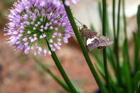 Purple Allium