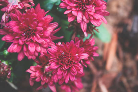 Red mumsの写真素材