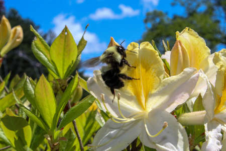 pollinator