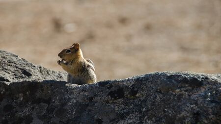 Squirrel eatingの写真素材
