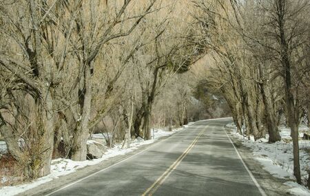 Road covered with treesの写真素材