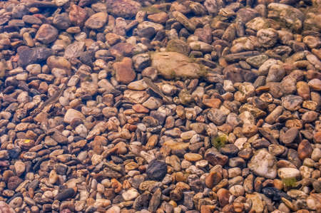 Small fish in the clear river water with pebbles on the river bedの写真素材