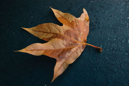 A yellow maple leaf in Autumn