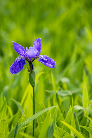 Beautiful Iris flower close up with shallow depth of field