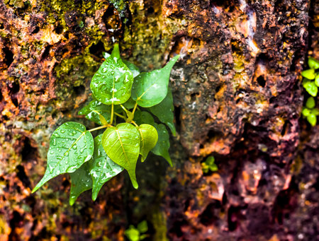 Young plantの写真素材