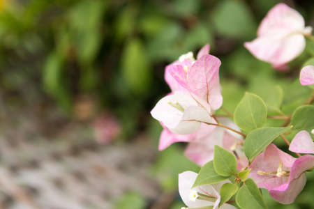The pink bougainvillea flowers look bright and beautiful. Tak, Thailand.の写真素材