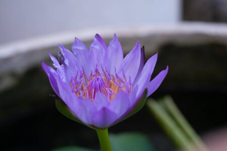 Purple lotus flowers blooming above the water. With green leavesの写真素材