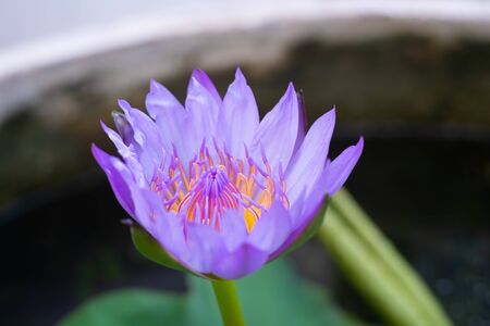 abstract Purple lotus flowers blooming above the water. With green leaves backgroundの写真素材