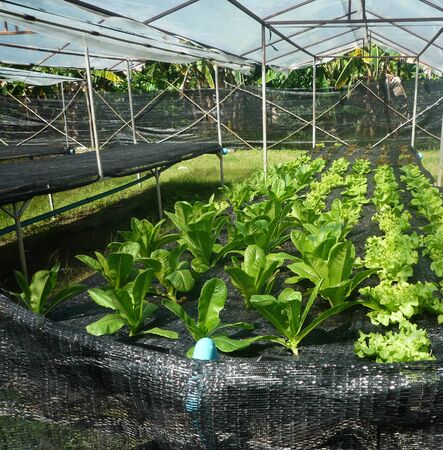 Vegetable farm in sun plantの写真素材