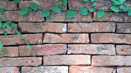 Brown brick wall covered with treesの写真素材