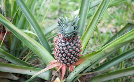 The pineapple on the clump has pink eyes. Pineapple trees grow tropical fruit in the pineapple plantation gardens.の写真素材