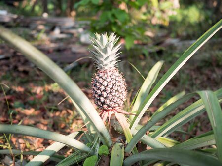The pineapple on the clump has pink eyes. Pineapple trees grow tropical fruit in the pineapple plantation gardens.の写真素材